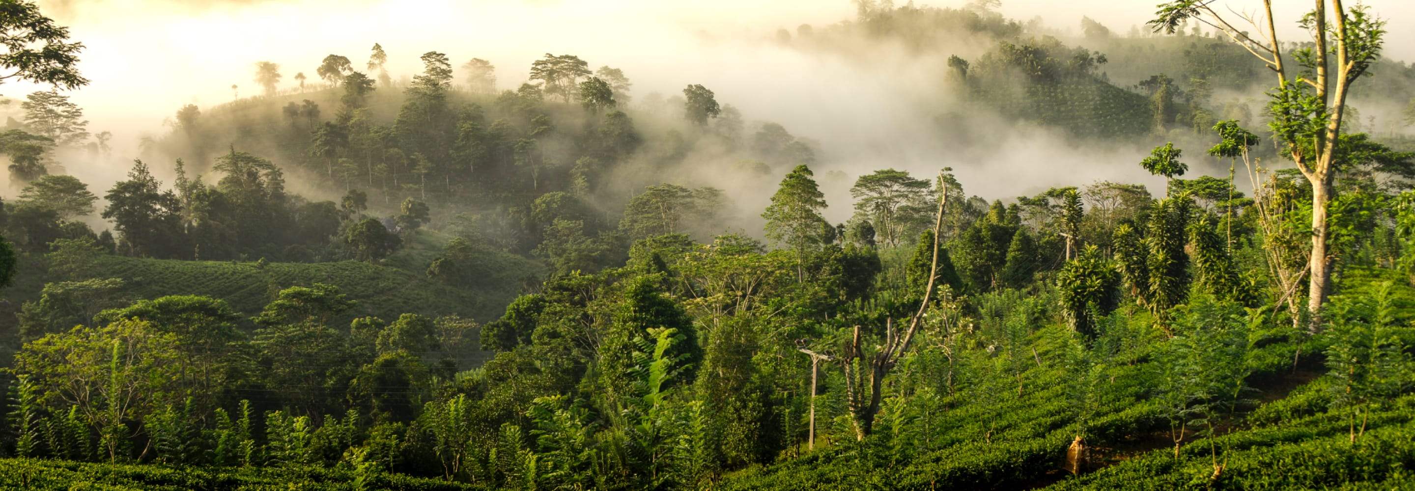 Té verde dello Sri Lanka sfuso in foglie - Gioosto